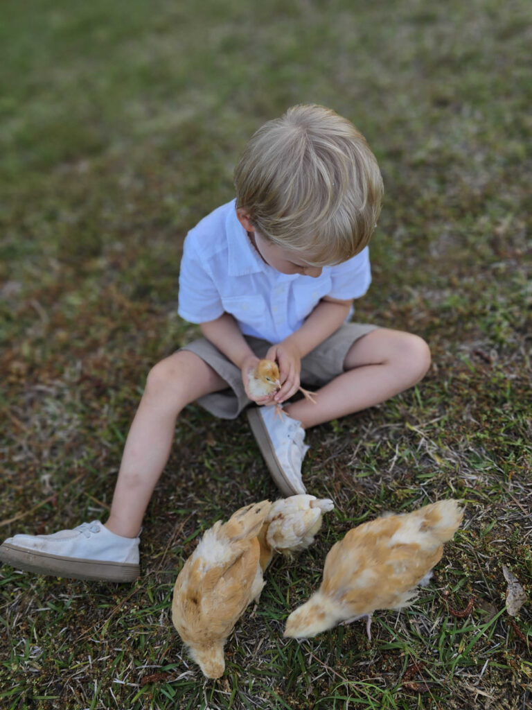 chicken-keeping course: Ideal for homeschooling