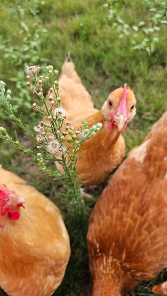 chicken keeping
