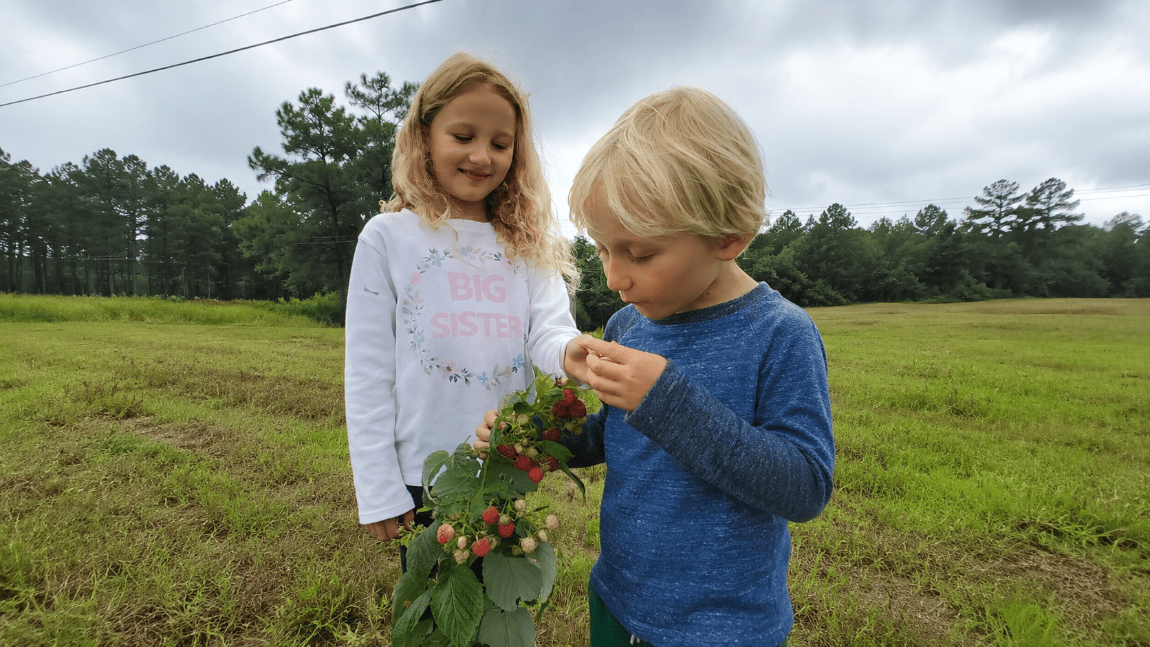 Children picking berries together during a homeschool family day