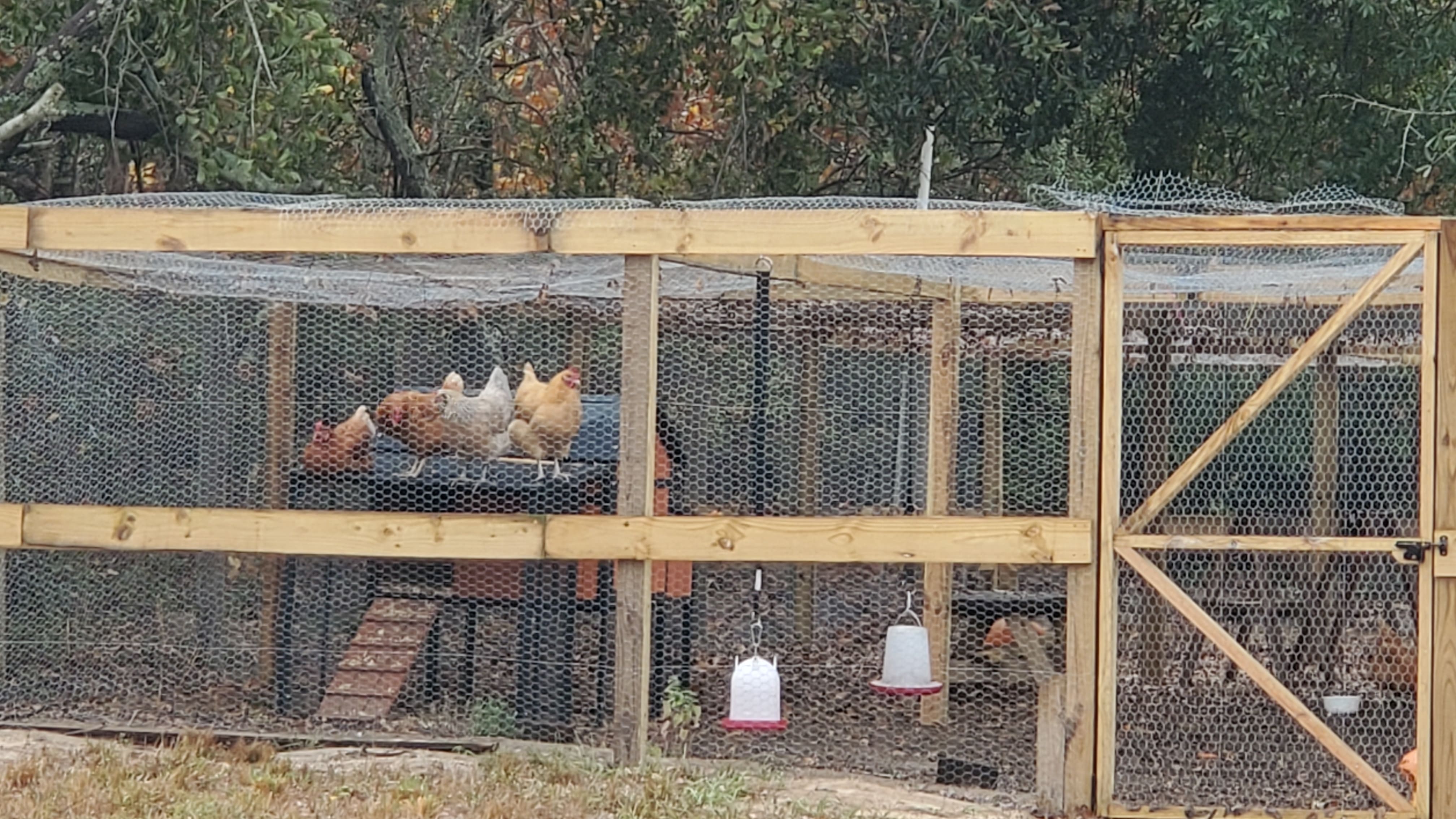 Family chicken coop surrounded by trees beginning to show autumn color