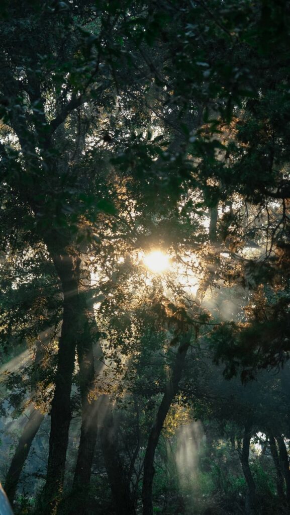 sunset sunlight behind trees in forest