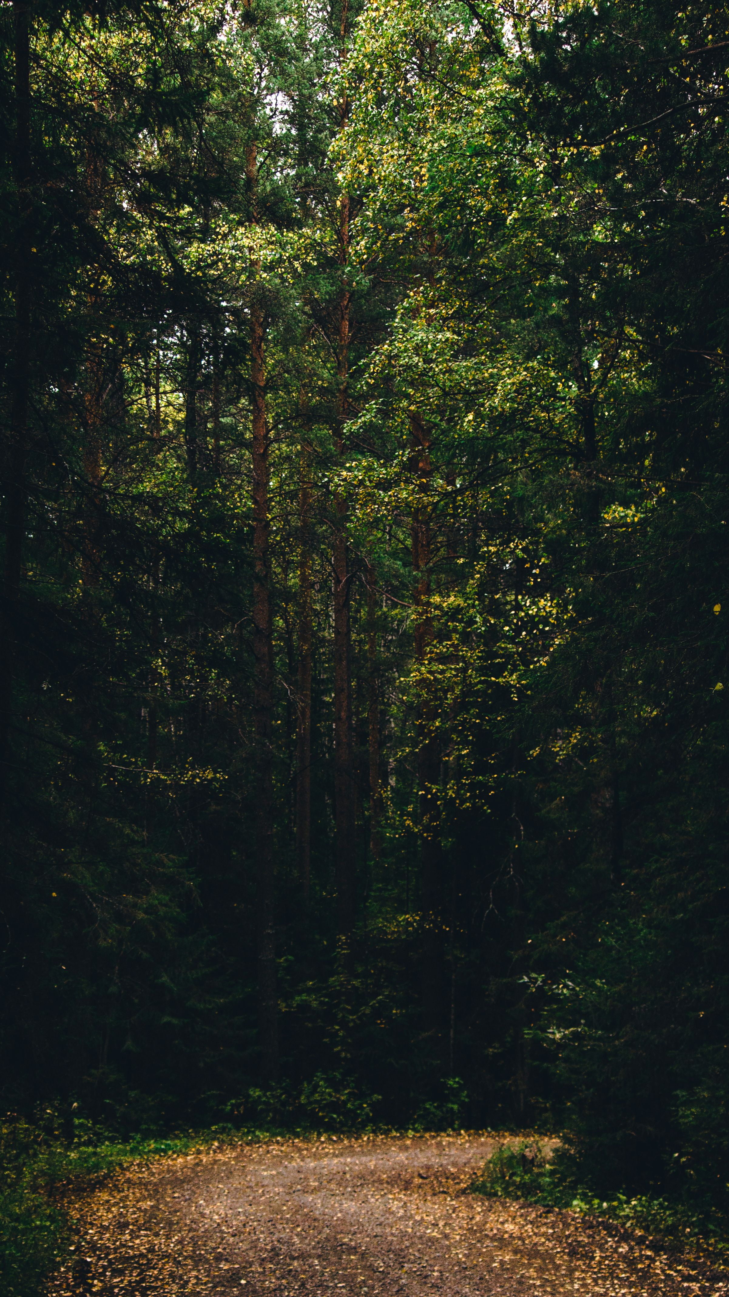 Boundaries, Growth and Choosing Kindness Quiet forest path symbolizing boundaries, personal growth and choosing a thoughtful way forward